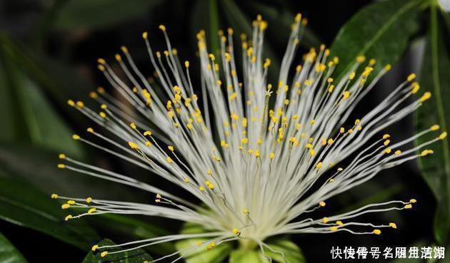 日子|3种绿植，开花便是“好兆头”，家里放一盆，日子顺风又顺水