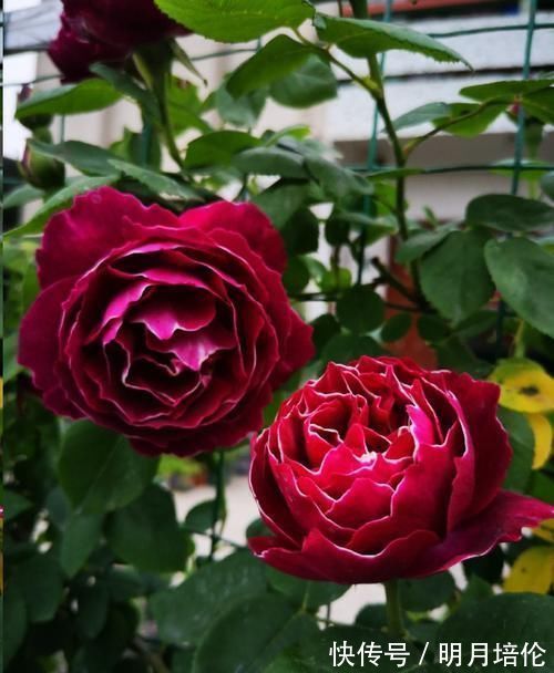 蓝妖|月季花发芽了却没叶子都怪土里这个物质太多