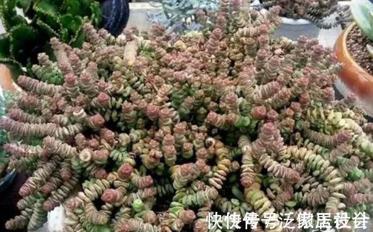 5种花卉自“带钱”，寓意美好招财进宝，有钱人家都会养几盆