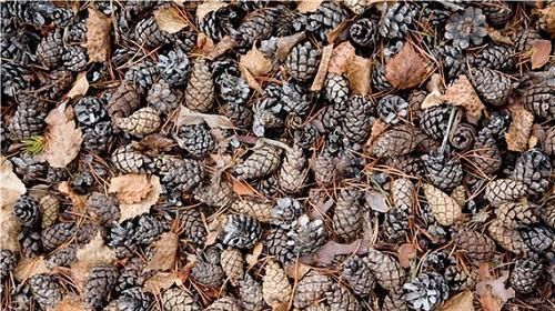 花盆底部垫一层它,养花10年不烂根,你用过几种