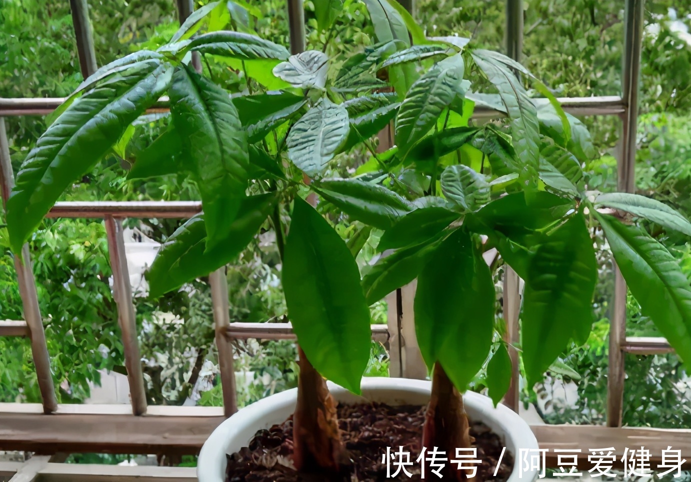 长寿花|养花就养这5款植物，大吉大利，盆栽打理方法简单