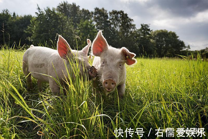 旺财|属猪人9月份最旺财，穷人变土豪，最后必定是赚得盆满钵满