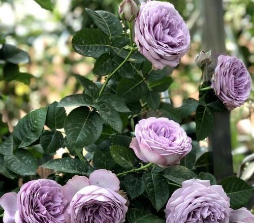 超美|超美超仙的花，看一眼入坑，再看第二眼就想买10盆回家！