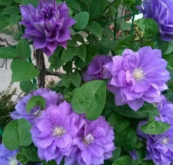 养花10年的李小姐,只养“1种花”,没想到,花盛开后,人见人夸