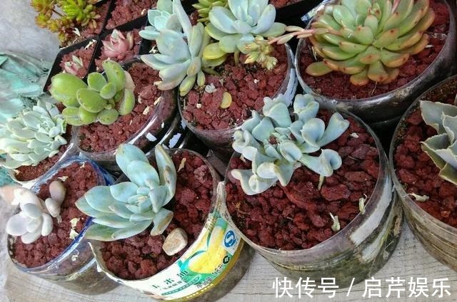 s只要家里有油桶,就不用花钱买花盆!多肉种在油桶里,叶子胖嘟嘟