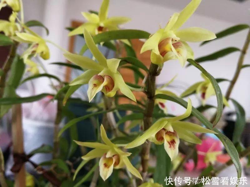 种花|3种花浑身都是宝,能炒菜能煲汤,养在屋里香气飘飘!