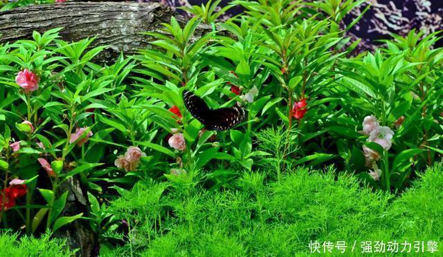 清代|别再拦着女朋友染指甲了,这可能真的是我国祖传技能