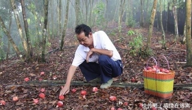在农村漫山遍野的东西,在城市竟卖几十上百一斤