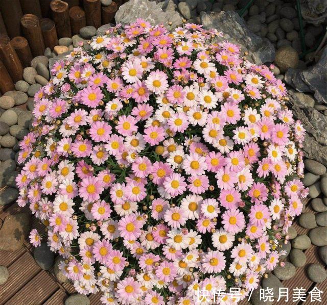 适合封闭阳台养的5种花,抗病性强,超容易开爆盆