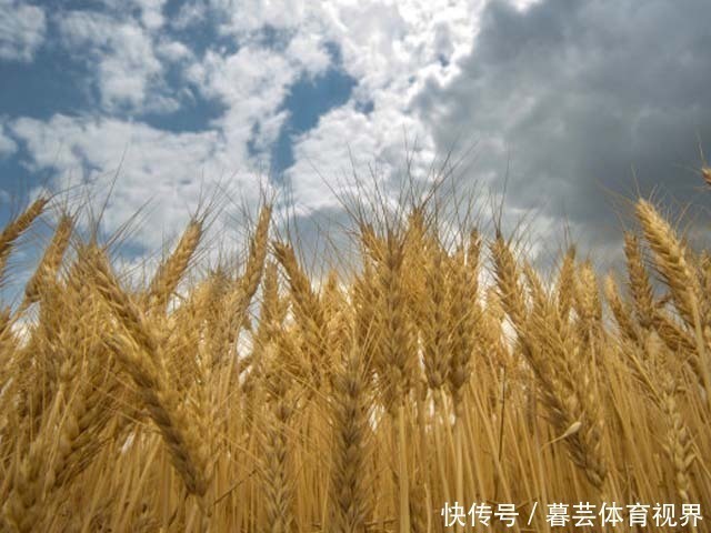 黑麦面粉|它是预防三高的首选,也是糖尿病朋友的优选食品,补肝益肾好处多