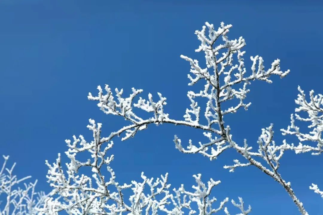 美景|华顶迎今年首场雾凇！天台山美景刷爆朋友圈！