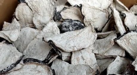 立秋后，遇到这菜多囤些，老方法放1年不坏，春节蒸包子炖肉特香