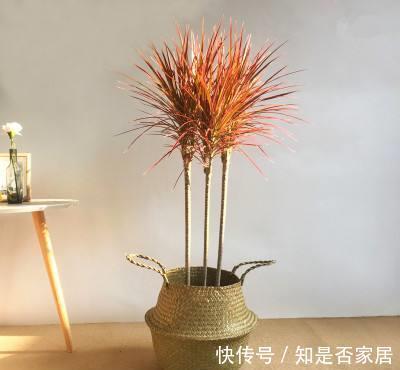吊兰|让人省心的10大花卉,个个是“耐养型”,绿萝没上榜