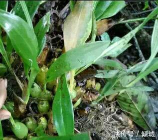 仙桃|深山里的野果老农们叫它仙桃,现如今成为了养生食谱里面的名菜!