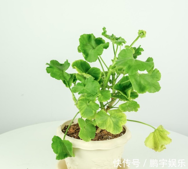 3种花要休眠了,快别浇水了,再浇就死了!