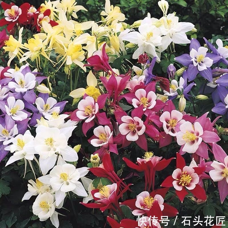 仙气|名字叫做“耧斗菜”,花朵却又“仙气飘飘”,今年的网红花