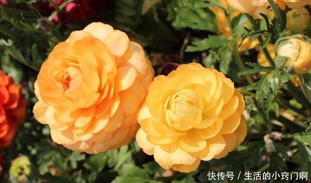 4种“漂亮花”，炎热夏天里，一浇一个死，管住手，花满头！