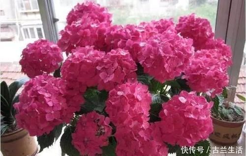 花肥|鸡蛋壳养花,用对了才是好花肥,出错了就烂根,养一盆死一盆!