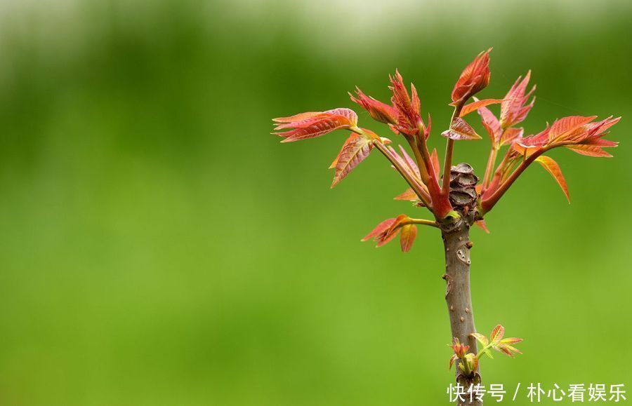 吃香椿之前，最好焯一下水，很多人不明白，还傻傻的以为健康