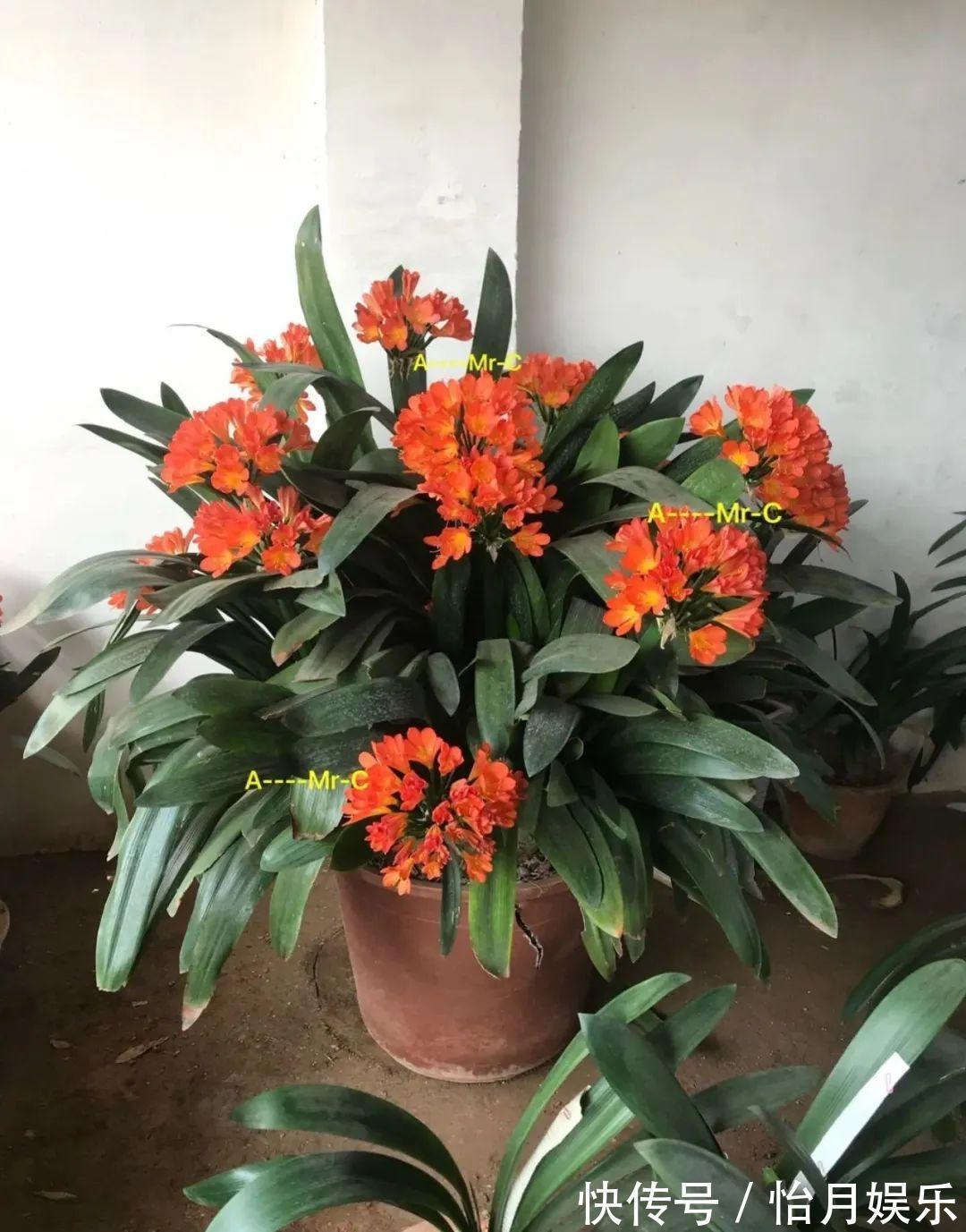 花也能成精,养成巨无霸,一次开花50朵,比小孩还高!