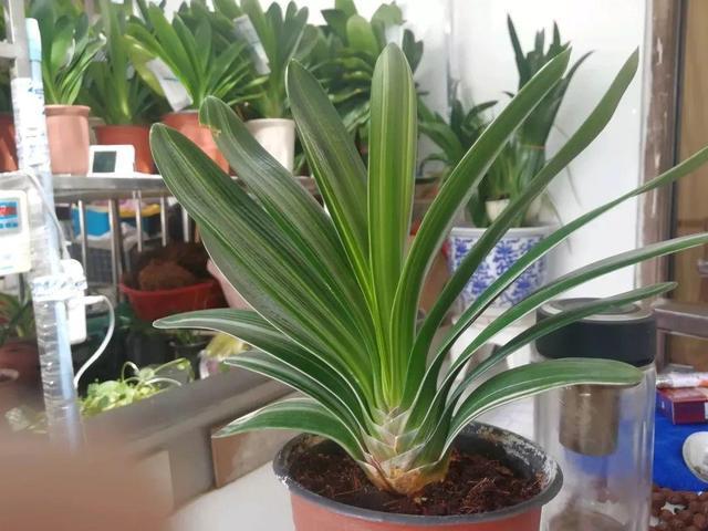 栽种|秋凉后,养3种花,最好换盆、换土,到时候不开花、黄叶