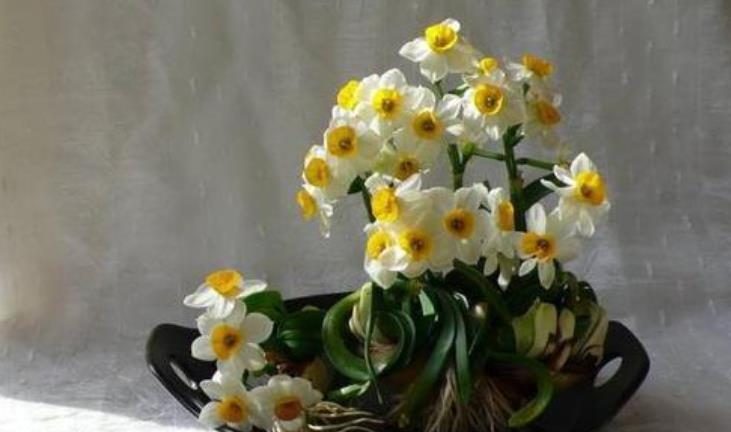 水仙想要防徒长,方法有3个,简单有效,非常实用