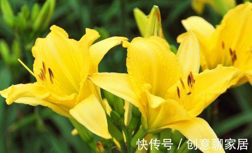 从8月11日开始,家养此款花卉,开花幽香暗淡,花型圆滚惹人爱