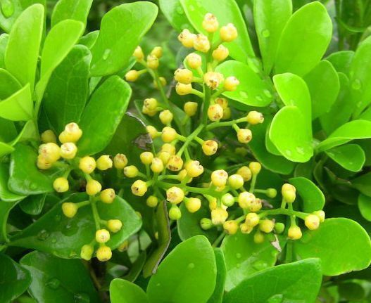 喜欢牡丹,不如养盆“玫瑰珍品”宠爱小姐,花开靓丽,极为少见!