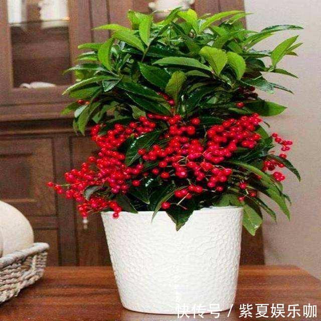 “年味十足”的10种花，家里至少摆1盆，寓意吉祥，还特有面儿！