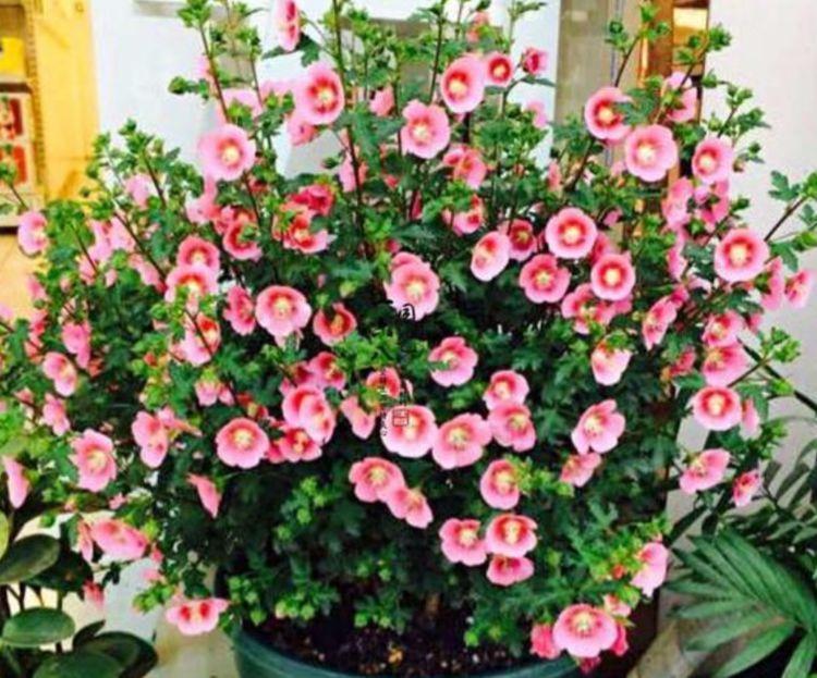 适合家里养的花朵,比月季还好养,花大色艳,养家里芳香怡人