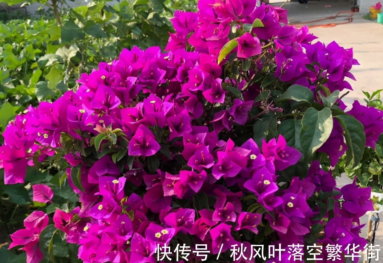 真正会养三角梅的人,都知道这3个“要点”,所以三角梅叶绿花多