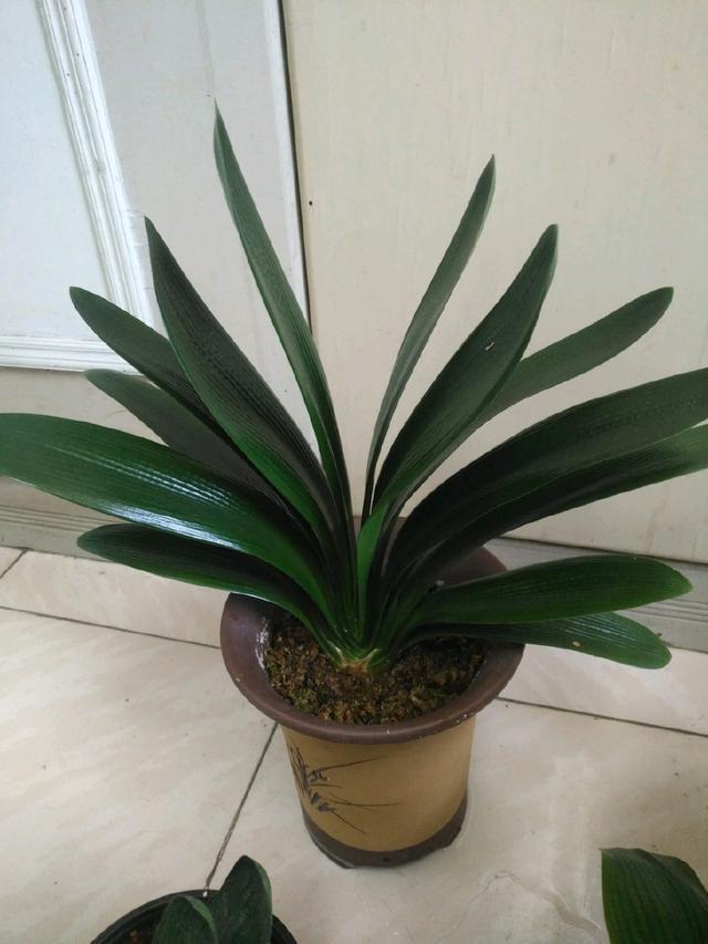 君子兰浇水4要点,掌握君子兰四季浇水技巧,开花爆盆不难