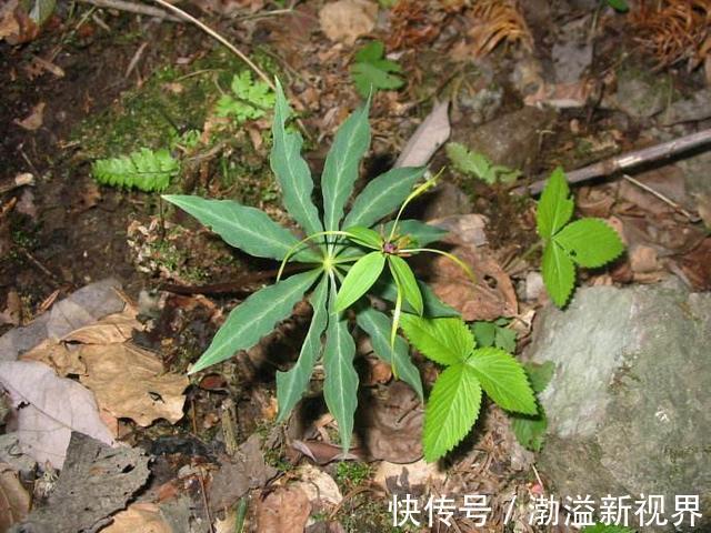 一枝花|“杂草”价值也很高，七叶一枝花比盆景贵，作用更多