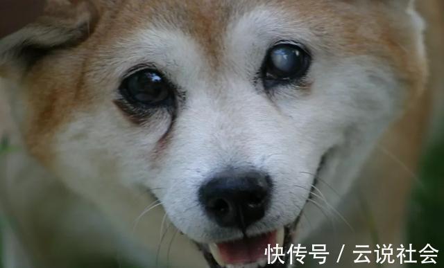 并发症|患白内障的狗狗越来越多!究其原因,跟主人过度宠爱也有关