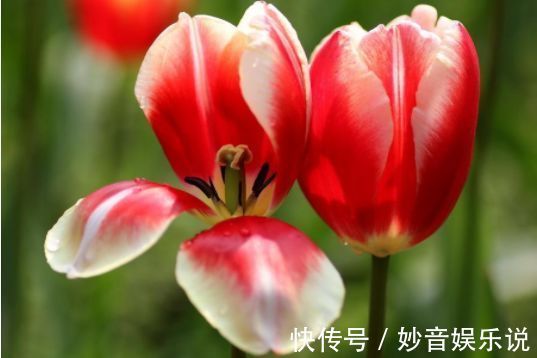 家里阳台必养此款花卉,365天开花不断,花团锦簇,比牡丹还美