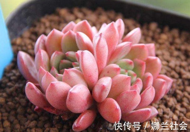 长寿花|君子兰肥到流油,长寿花开不断,原来他用了这个小方法!