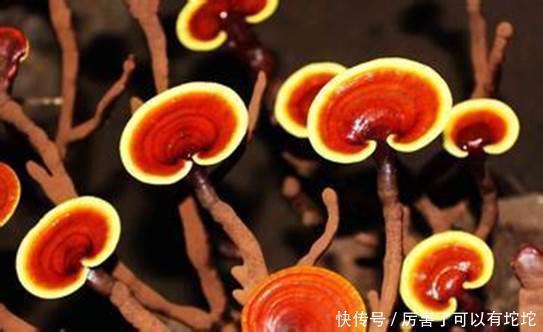 医生|被医生拉入黑名单的“失眠”零食,比酒精还伤神,失眠的人要谨记