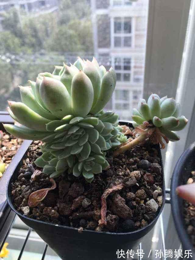 天然“有机肥”可以养花，花儿蹭蹭长新芽，花苞窜真有生机！