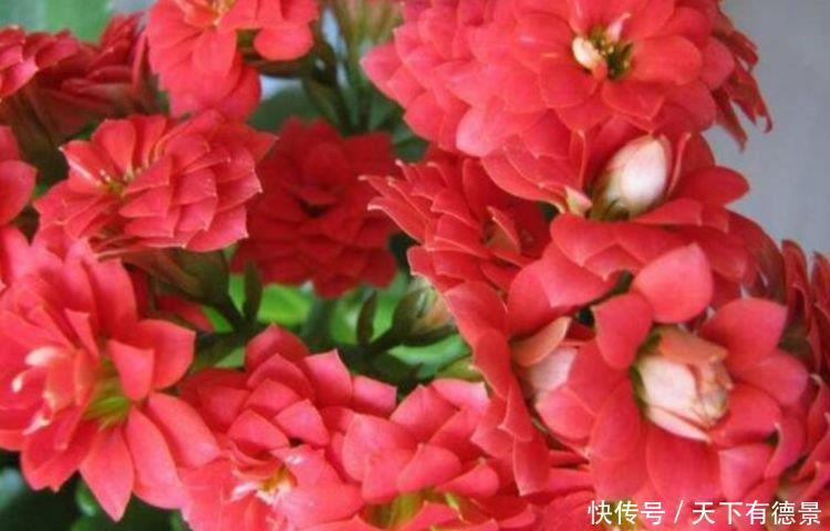 4种漂亮花,好打理,易爆盆,美不胜收,你养了吗