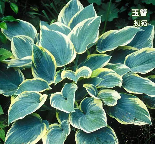 史上最耐阴的花,越阴凉越长得旺,绿萝虎皮兰靠边站