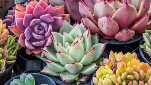 叶子|多肉叶子一碰就掉怎么办?摸清这些病灶、处理方法,一切没问题