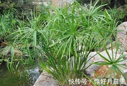 院子|没有院子养不了竹子?错,这几种竹子养在室内,比花还好看