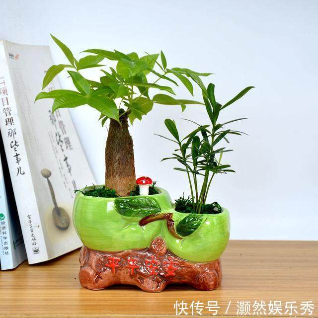 4种花摆放在家中,不仅能净化空气,最重要的是能旺财