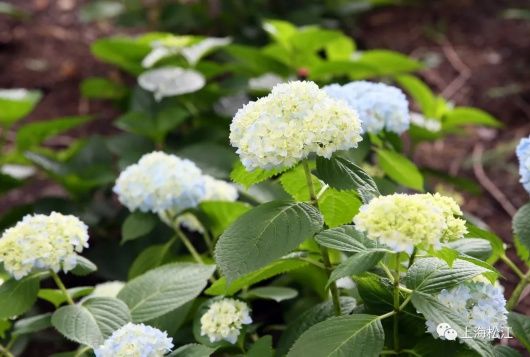 绣球花|彩！辰山植物园里2000余株绣球花绚烂绽放