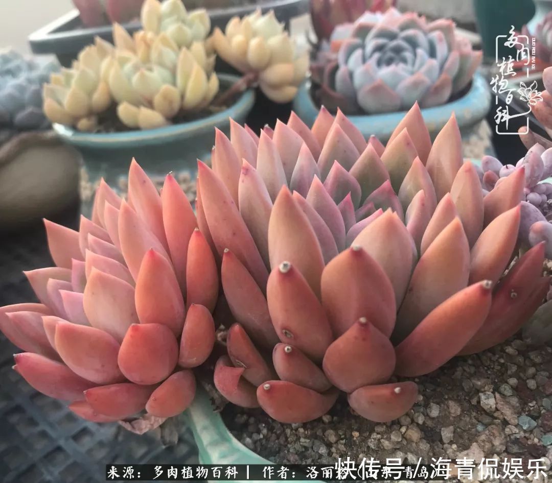 白月影|我和我的“多肉恋人”,怎么样有没有惊艳到你!