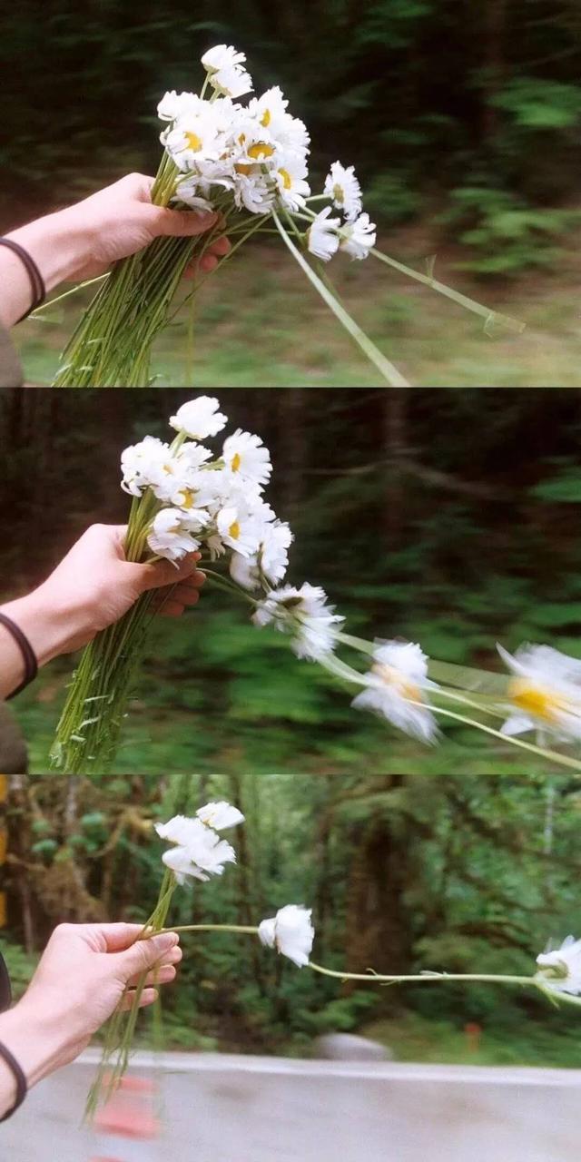 原创散文风中雏菊