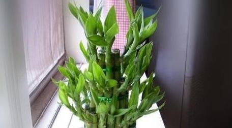  根系|养绿萝、发财树，一个月盆里喂2-3酒，不黄叶、根系壮、枝叶绿