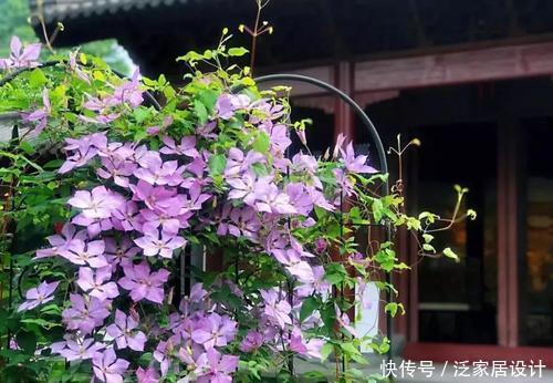 种花|5种花，夏天生长进入“快车道”，大水大肥长势旺、花朵美