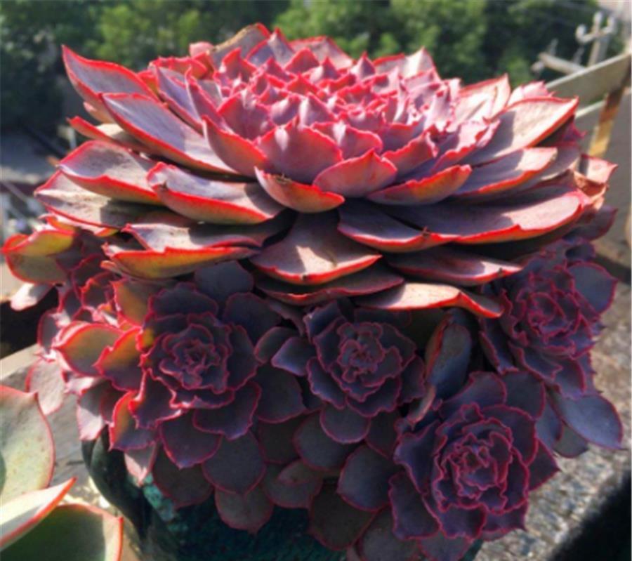 光照|多肉中的“彩霞仙子”,姿态优雅颜色美,牢记5细节,粉嫩高贵