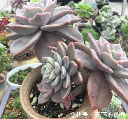 烂根|夏季喜欢养多肉,就养盆旭鹤吧,它属于夏型种,度夏没困难